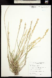 Lolium perenne ssp. italicum image