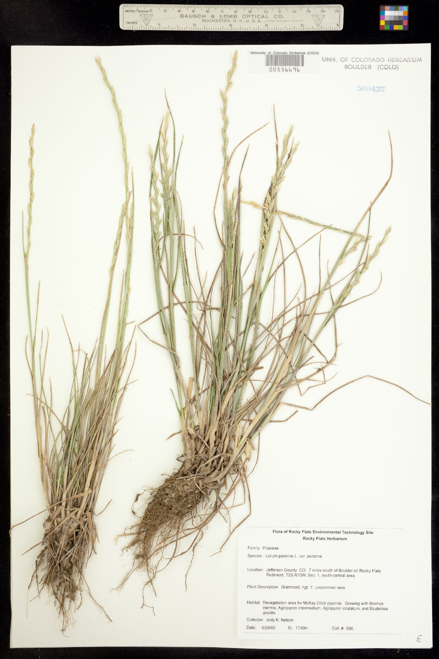 Lolium perenne ssp. italicum image