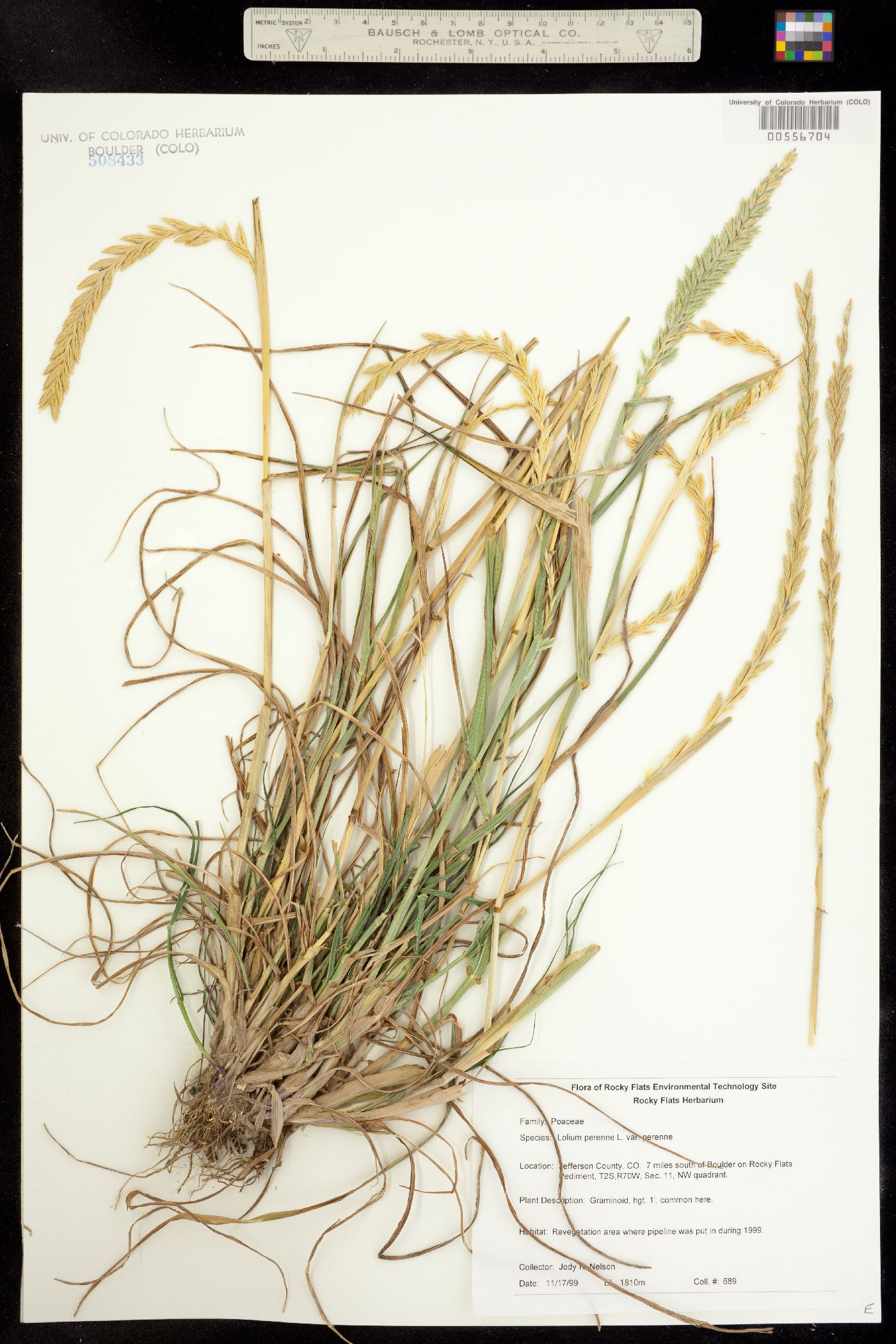 Lolium perenne ssp. italicum image