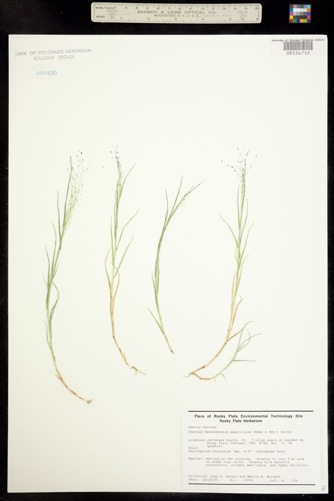 Muhlenbergia asperifolia image