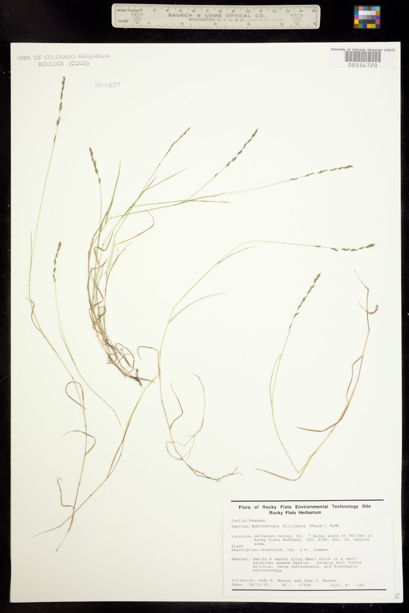 Muhlenbergia filiformis image