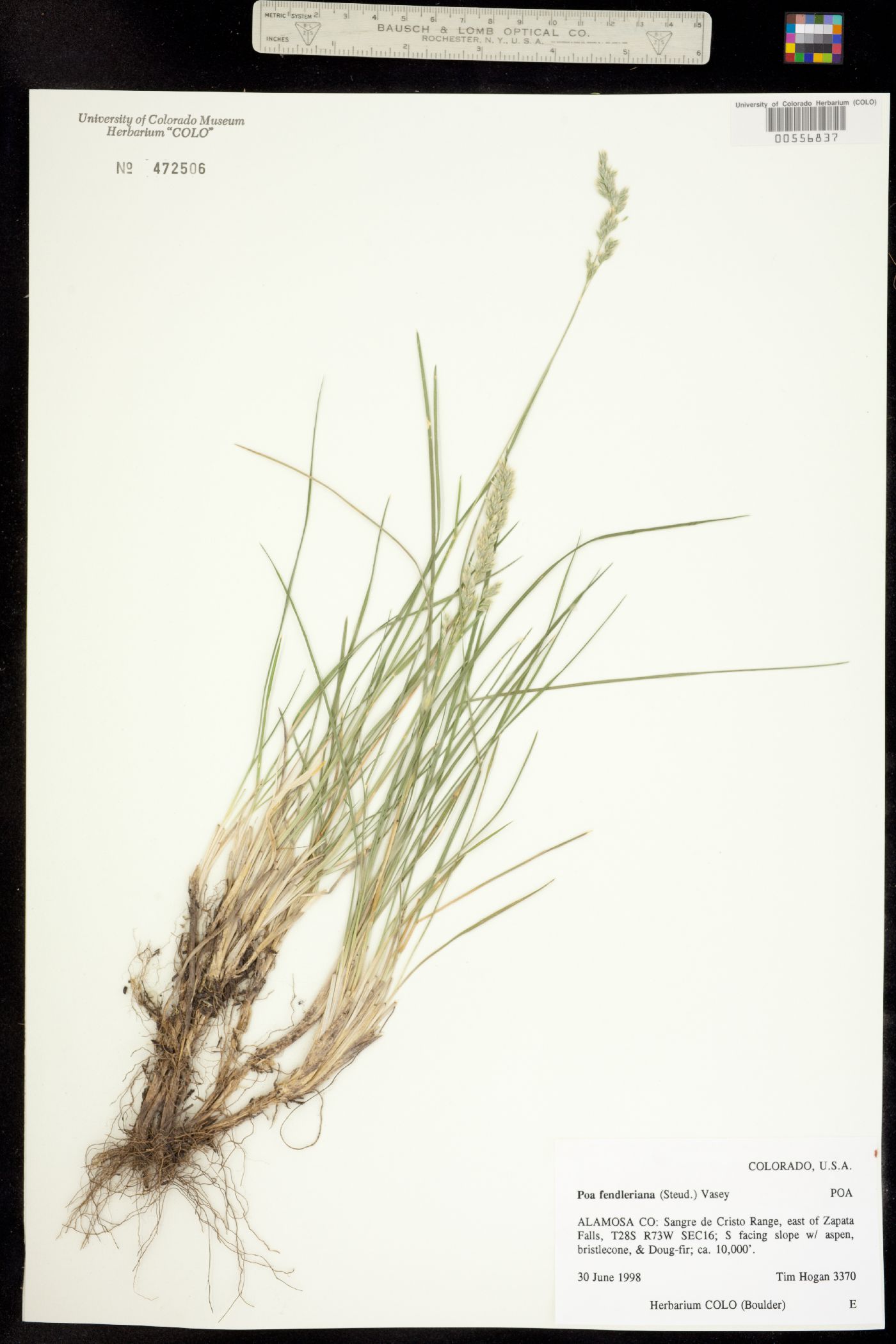 Poa fendleriana image