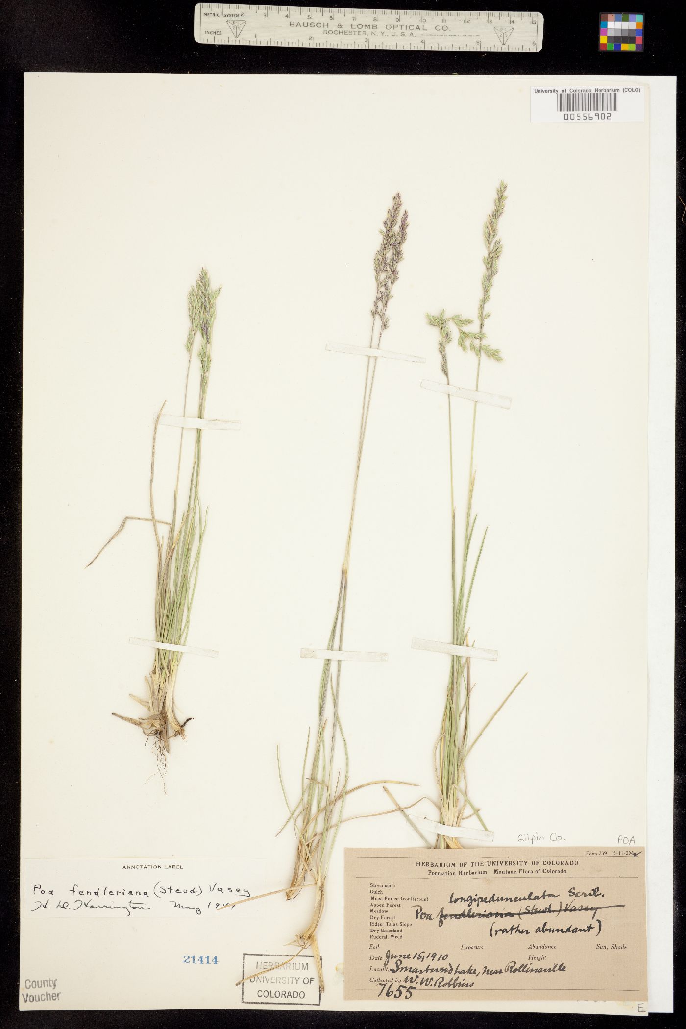 Poa fendleriana image