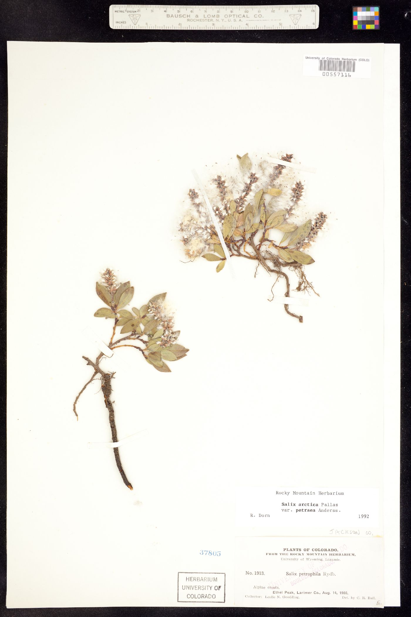 Salix petrophila image