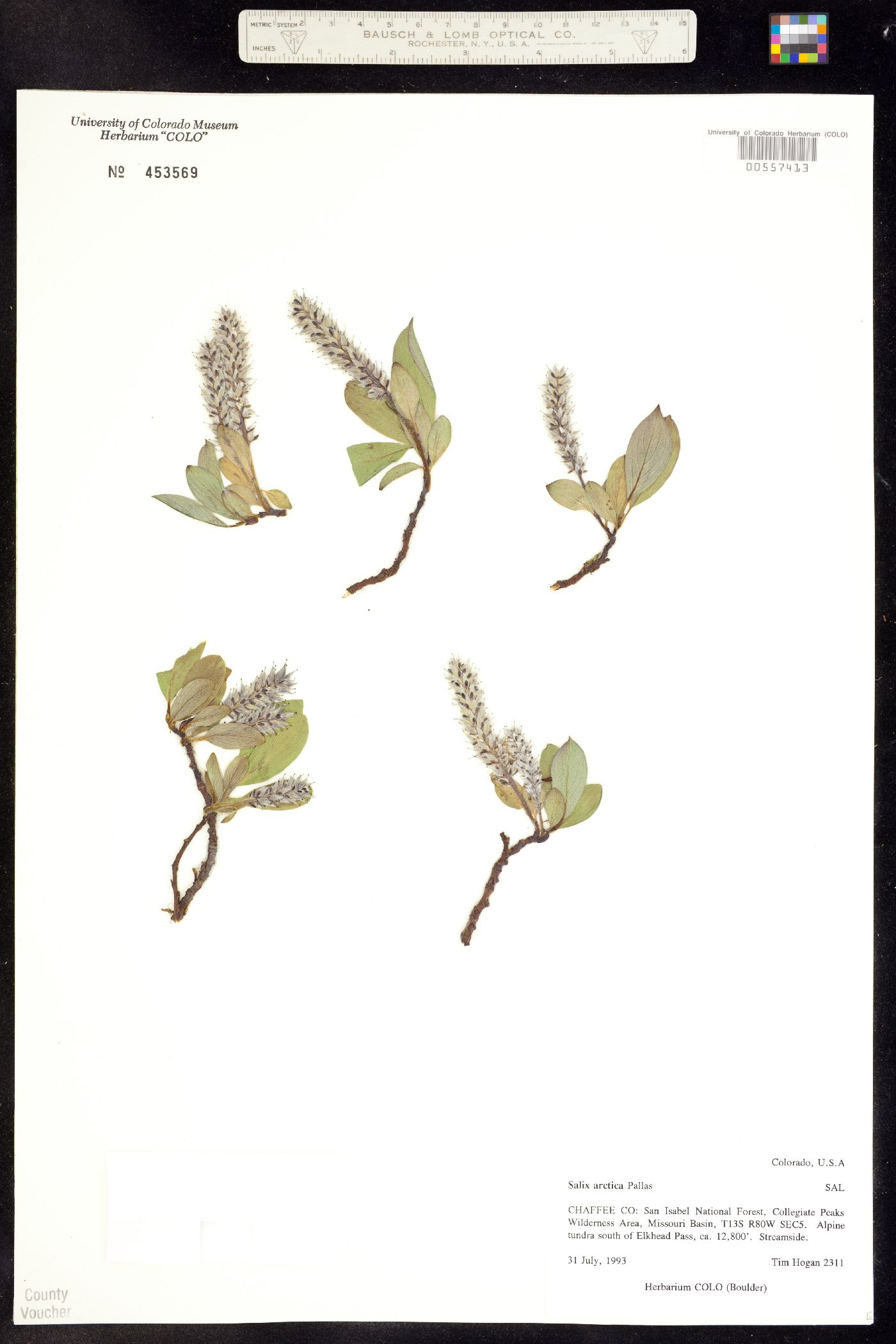 Salix petrophila image