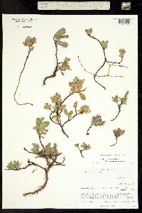 Image of Salix petrophila