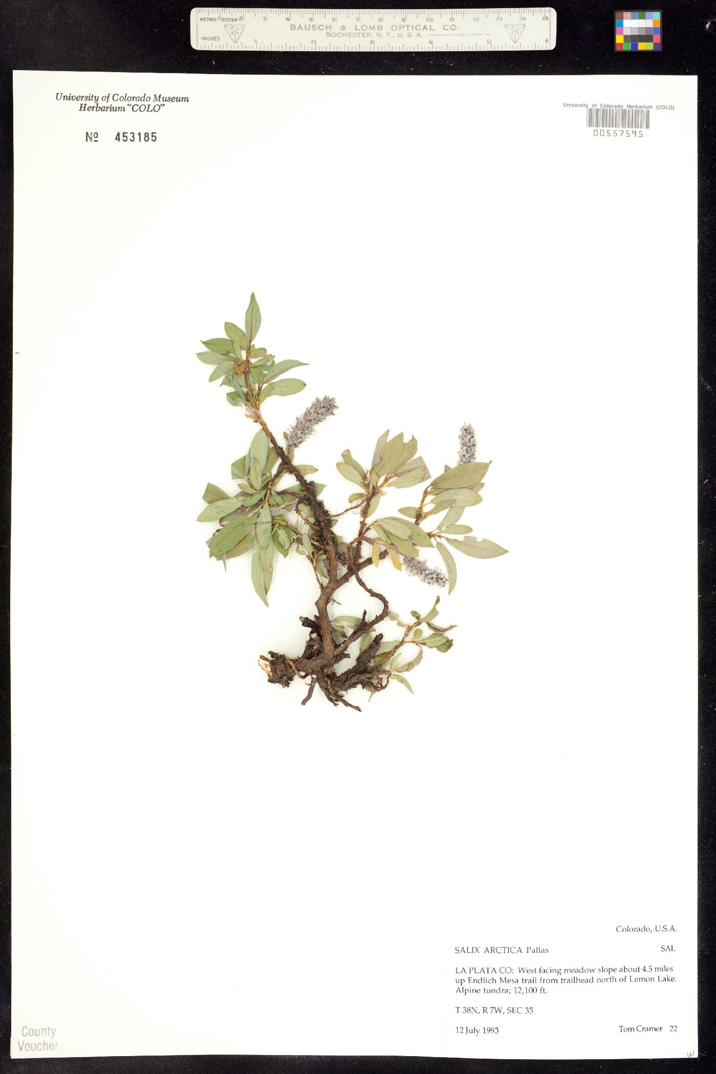 Salix petrophila image