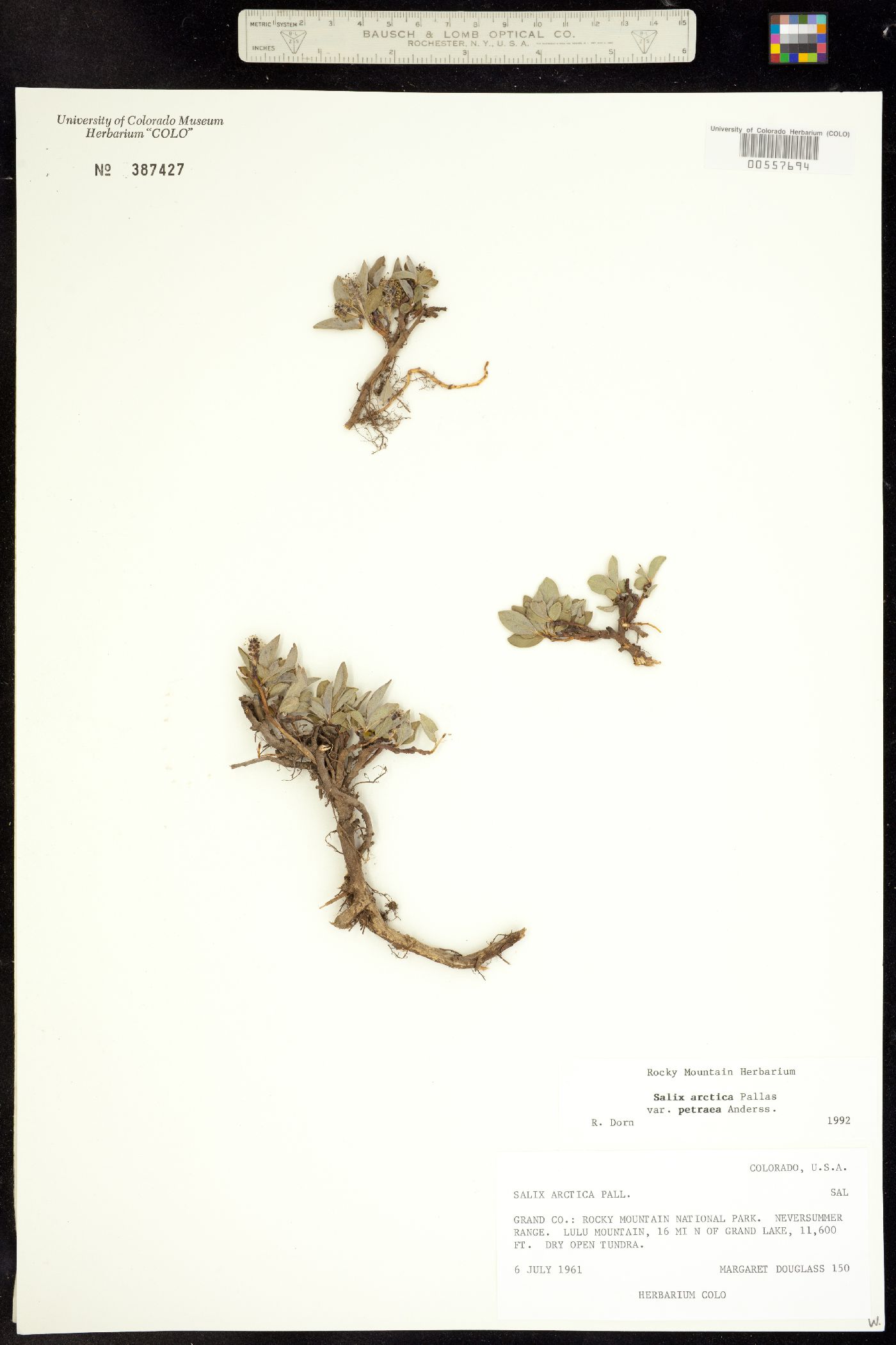 Salix petrophila image