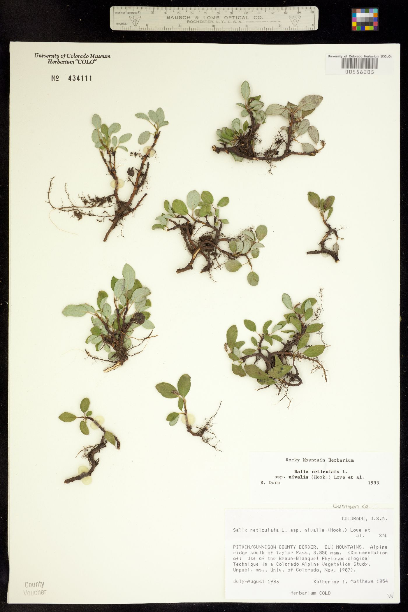 Salix reticulata image