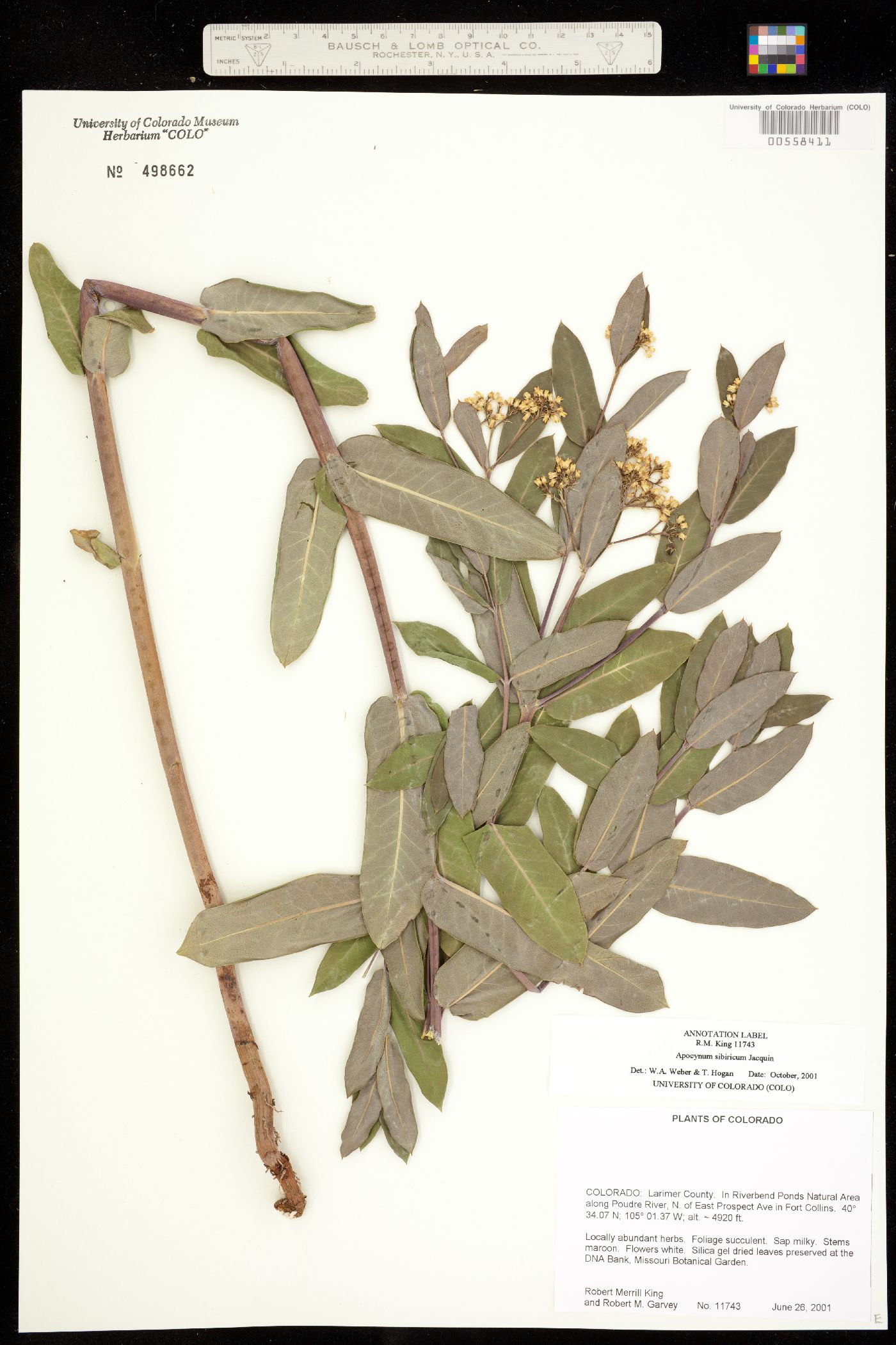 Apocynum cannabinum image