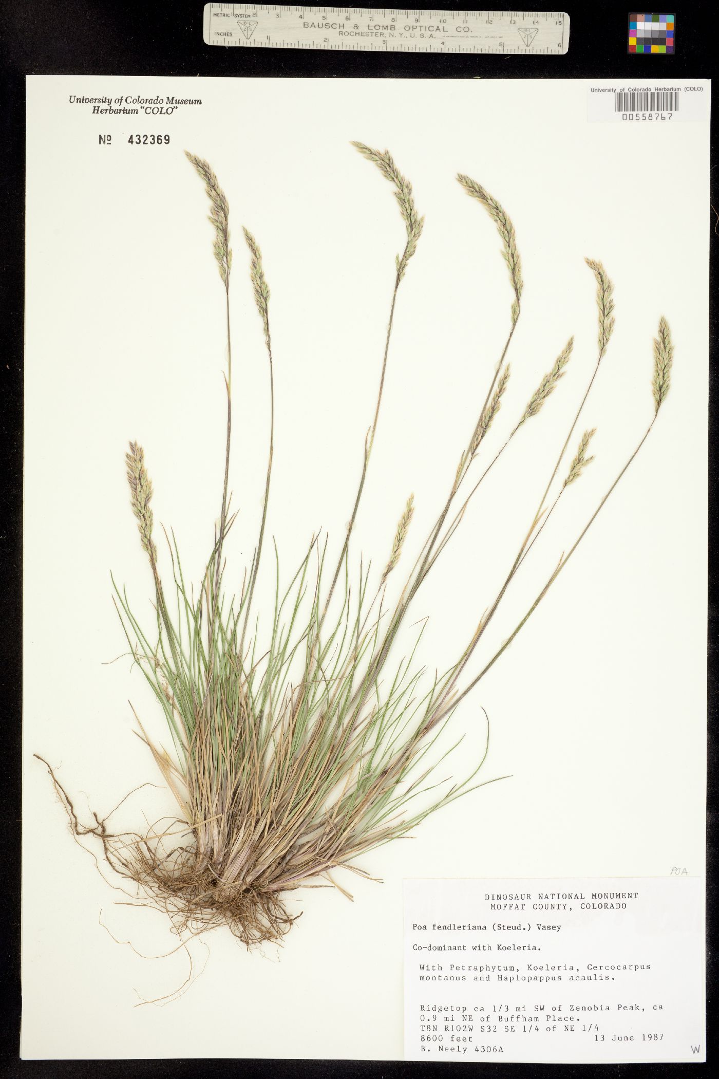 Poa fendleriana image