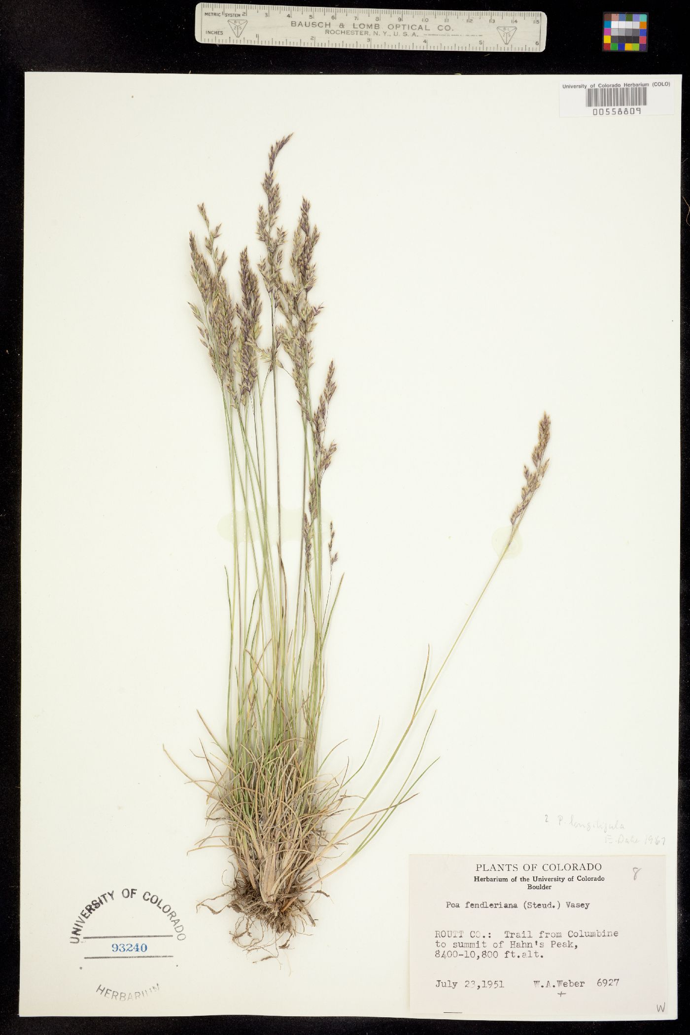 Poa fendleriana image