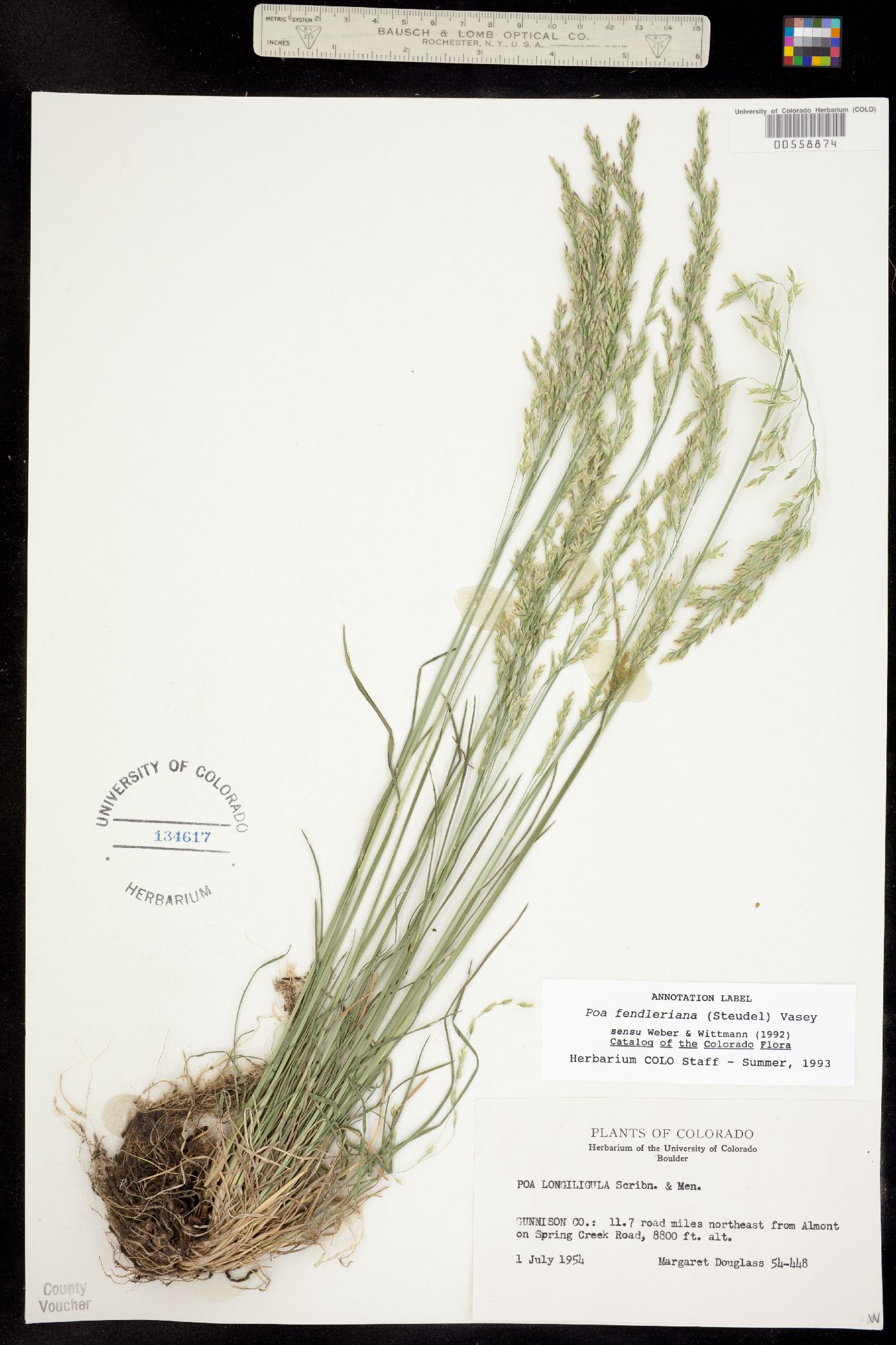 Poa fendleriana image