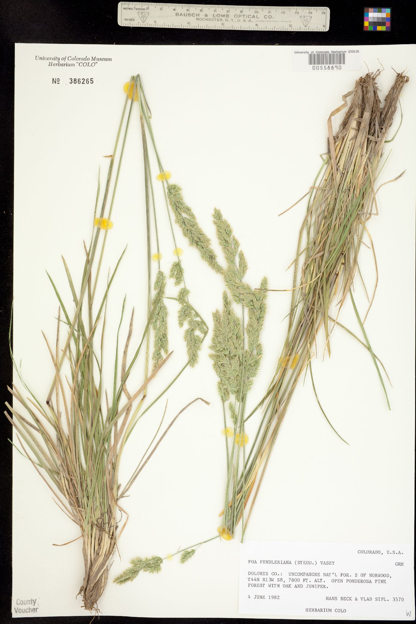 Poa fendleriana image
