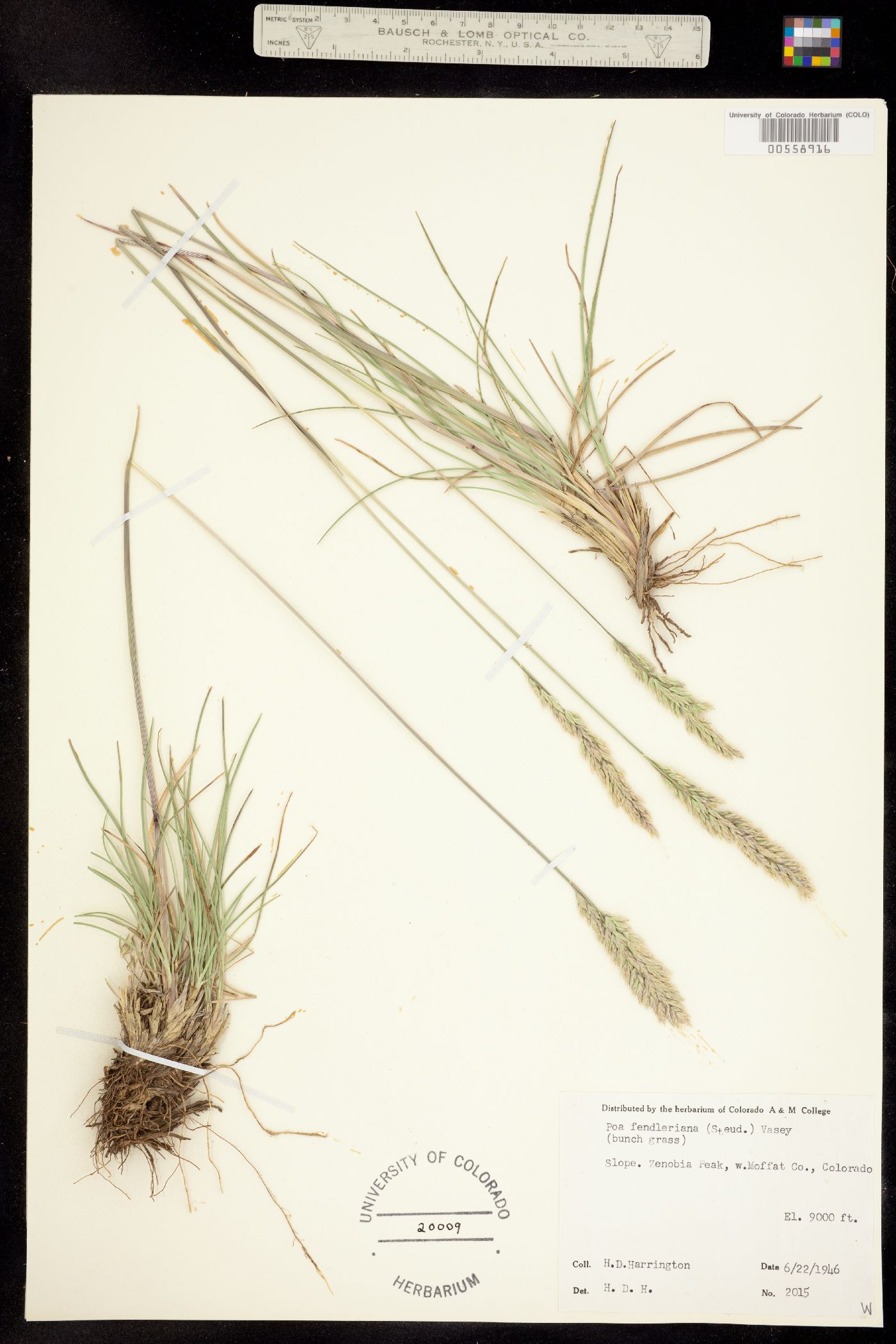 Poa image