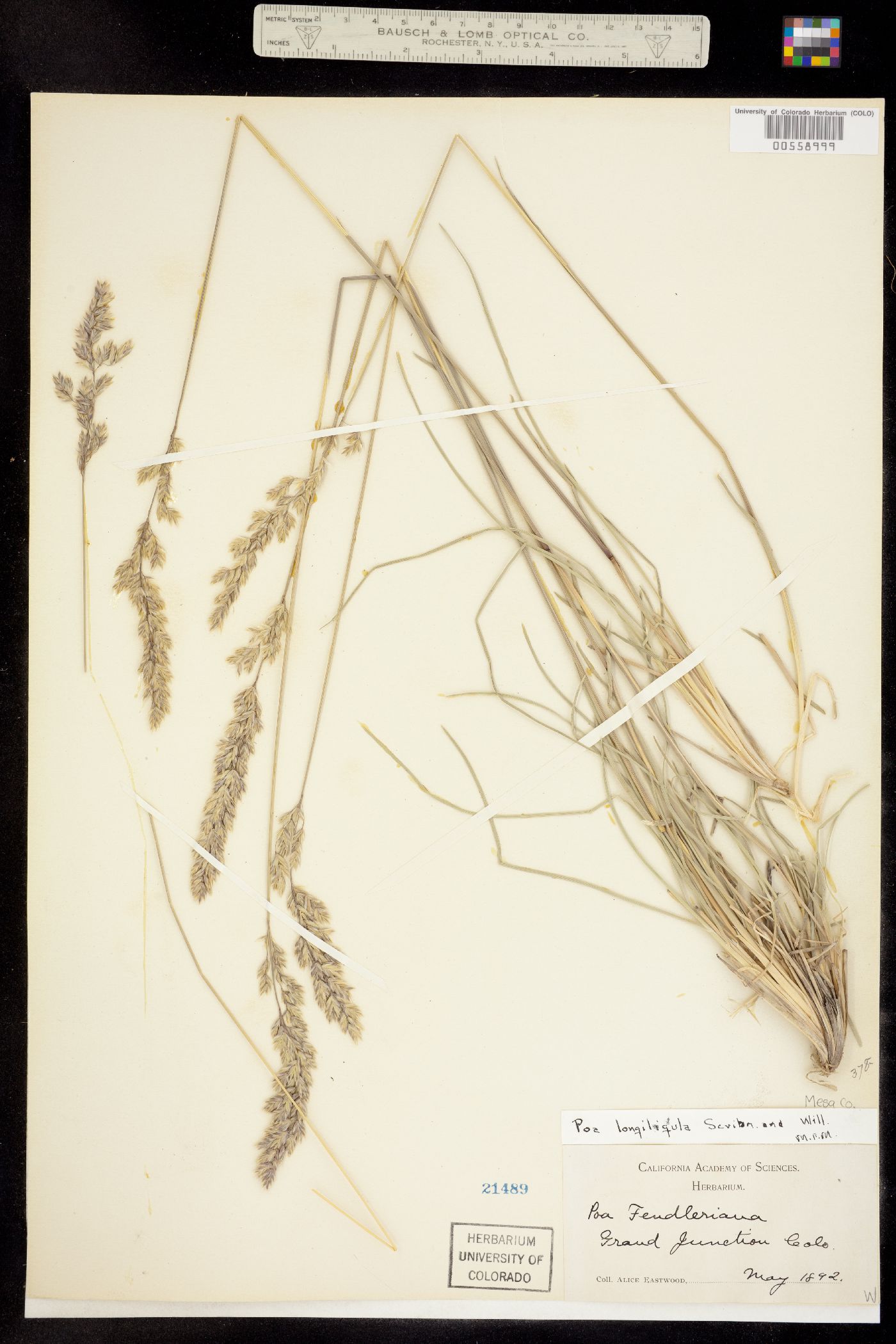 Poa fendleriana image