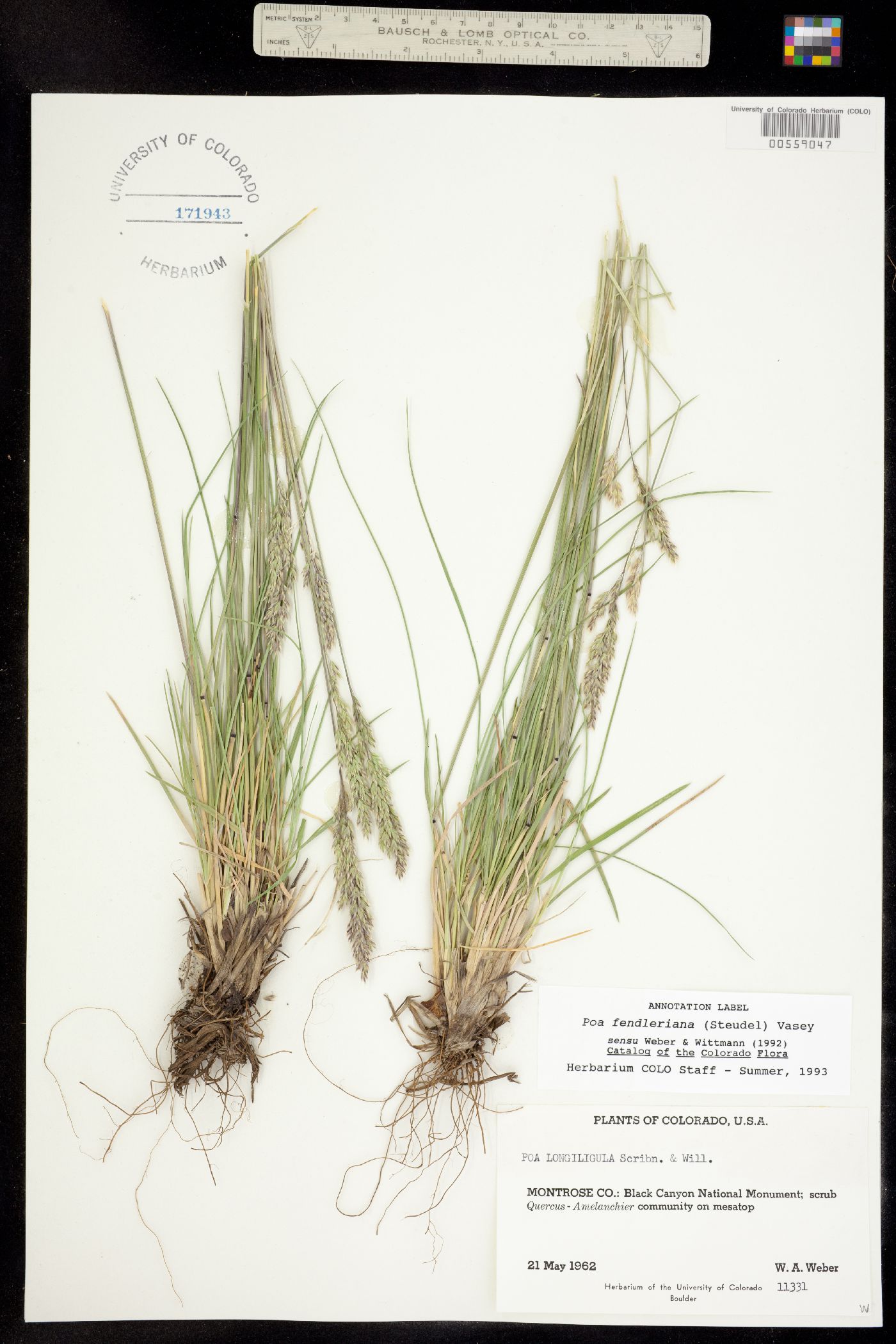 Poa fendleriana image
