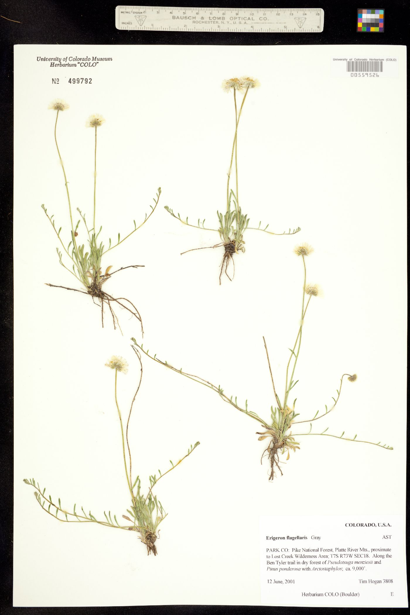 Erigeron flagellaris image