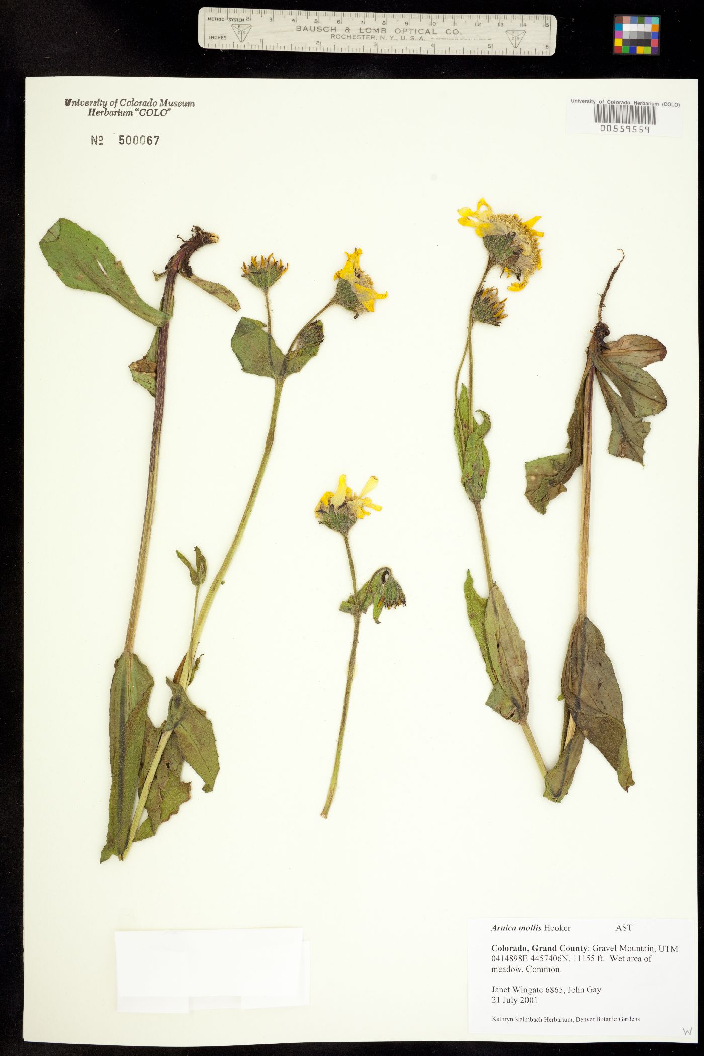 Arnica mollis image