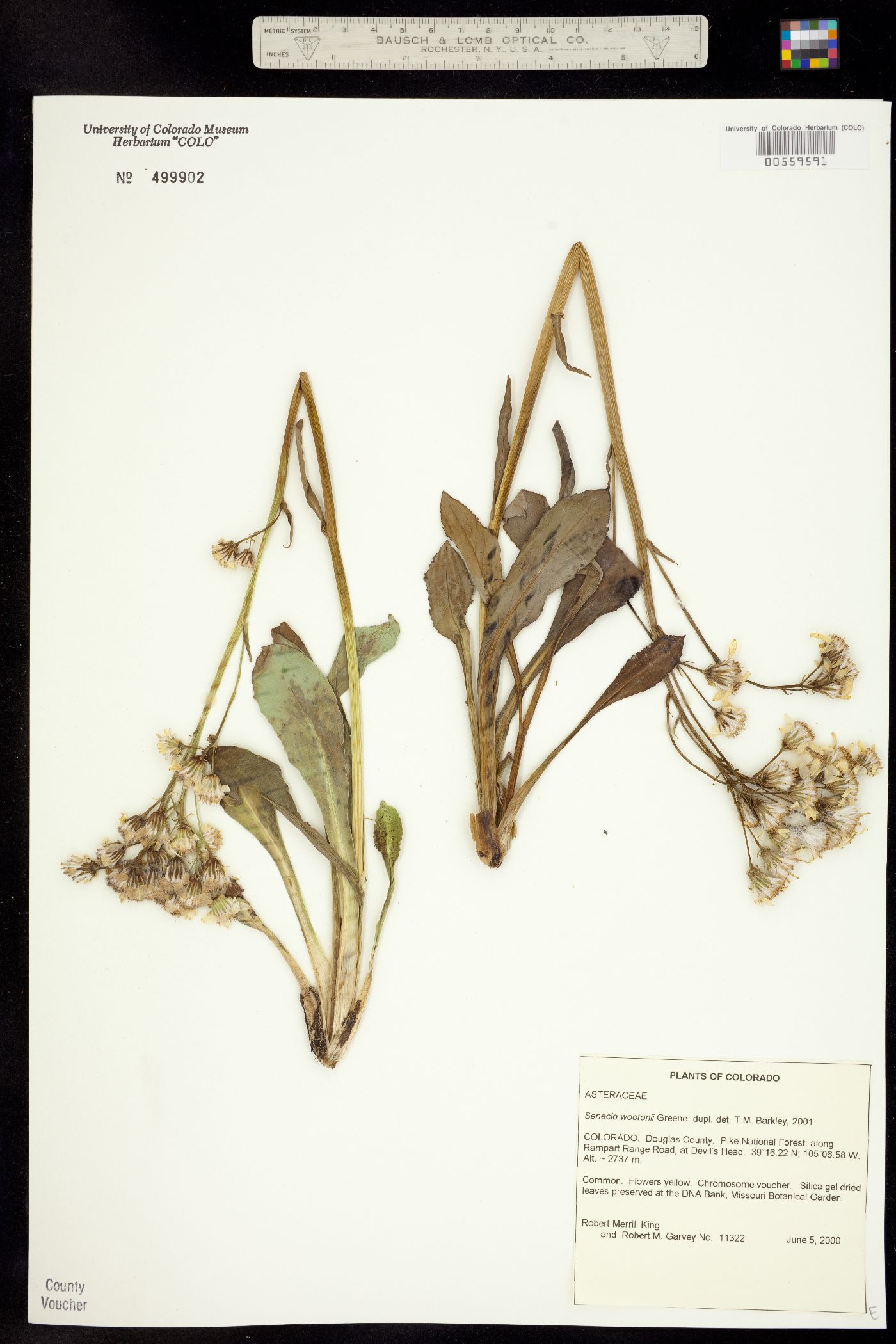 Senecio wootonii image