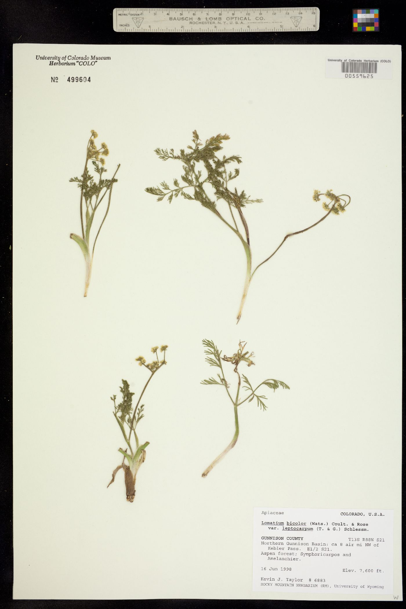 Lomatium bicolor var. leptocarpum image