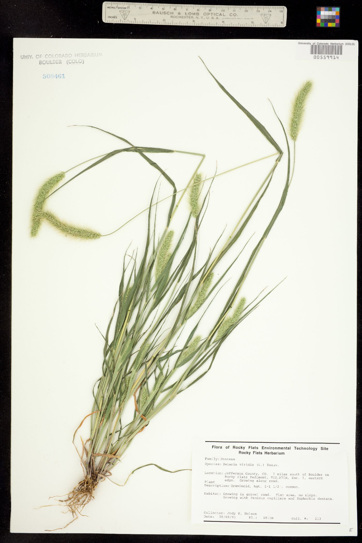 Setaria viridis image