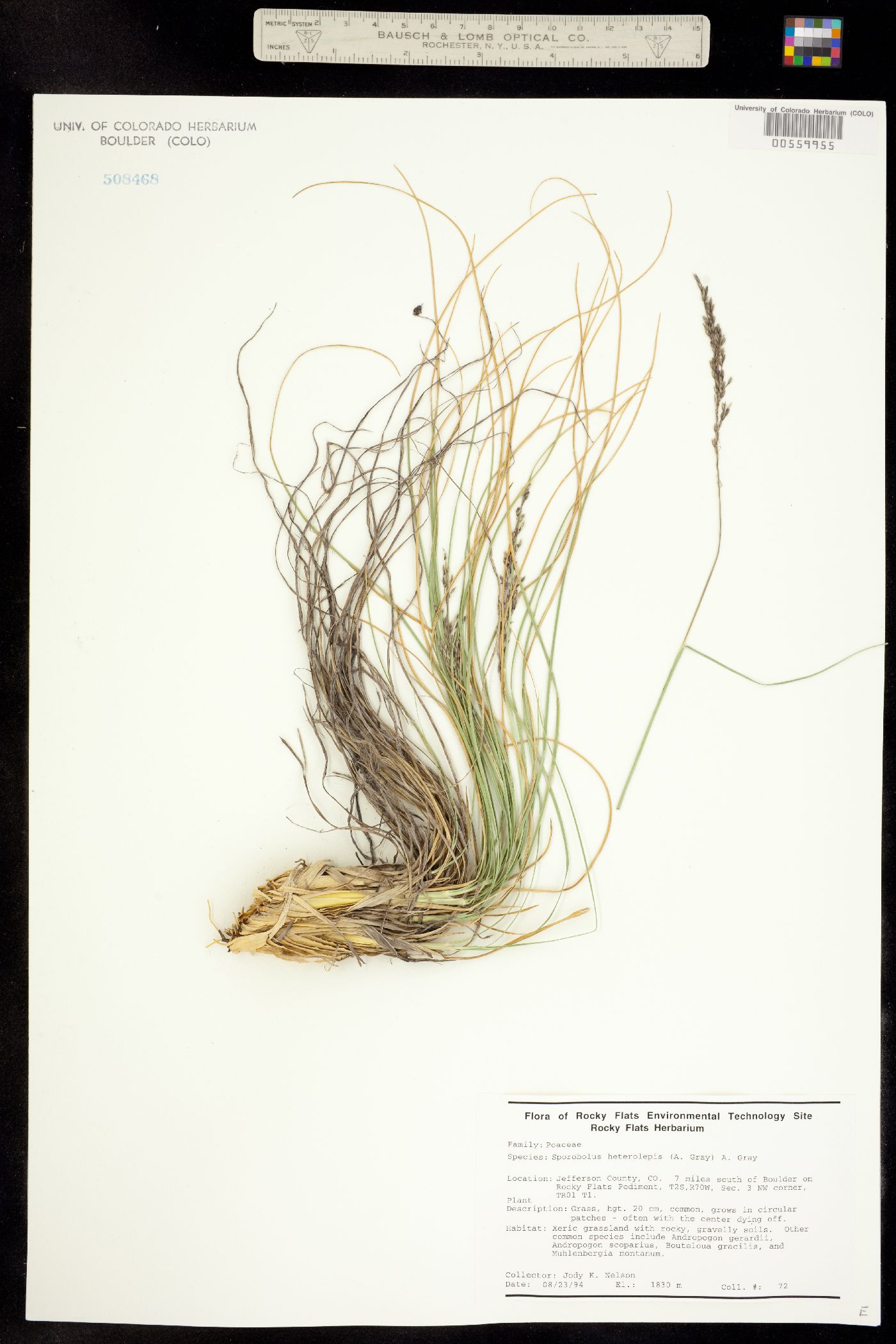 Sporobolus heterolepis image