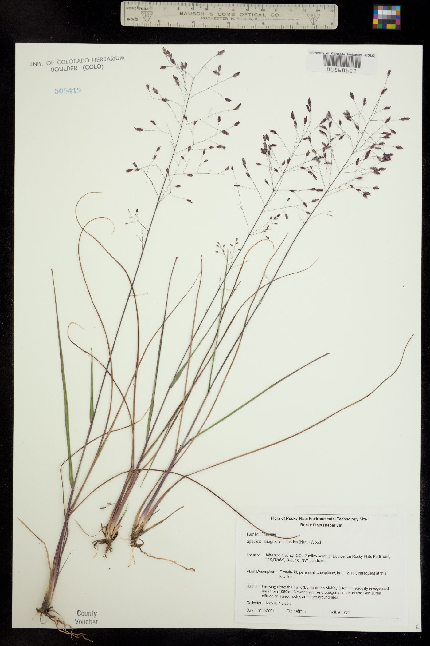 Eragrostis trichodes image