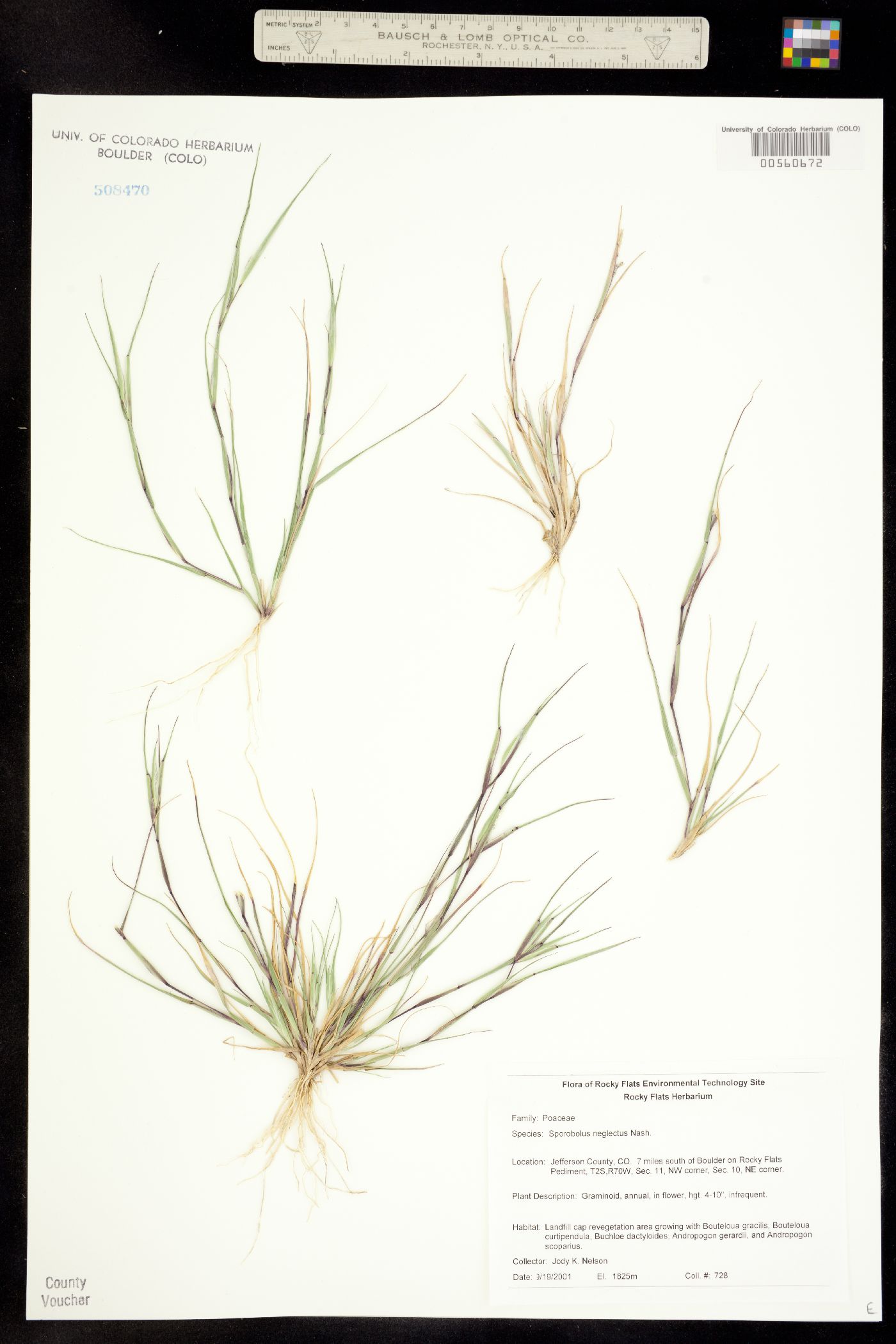 Sporobolus neglectus image