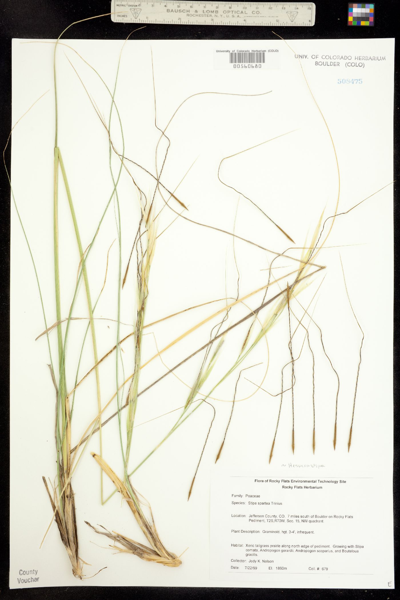 Hesperostipa spartea image