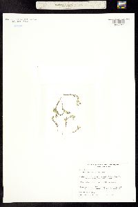 Phlox gracilis image