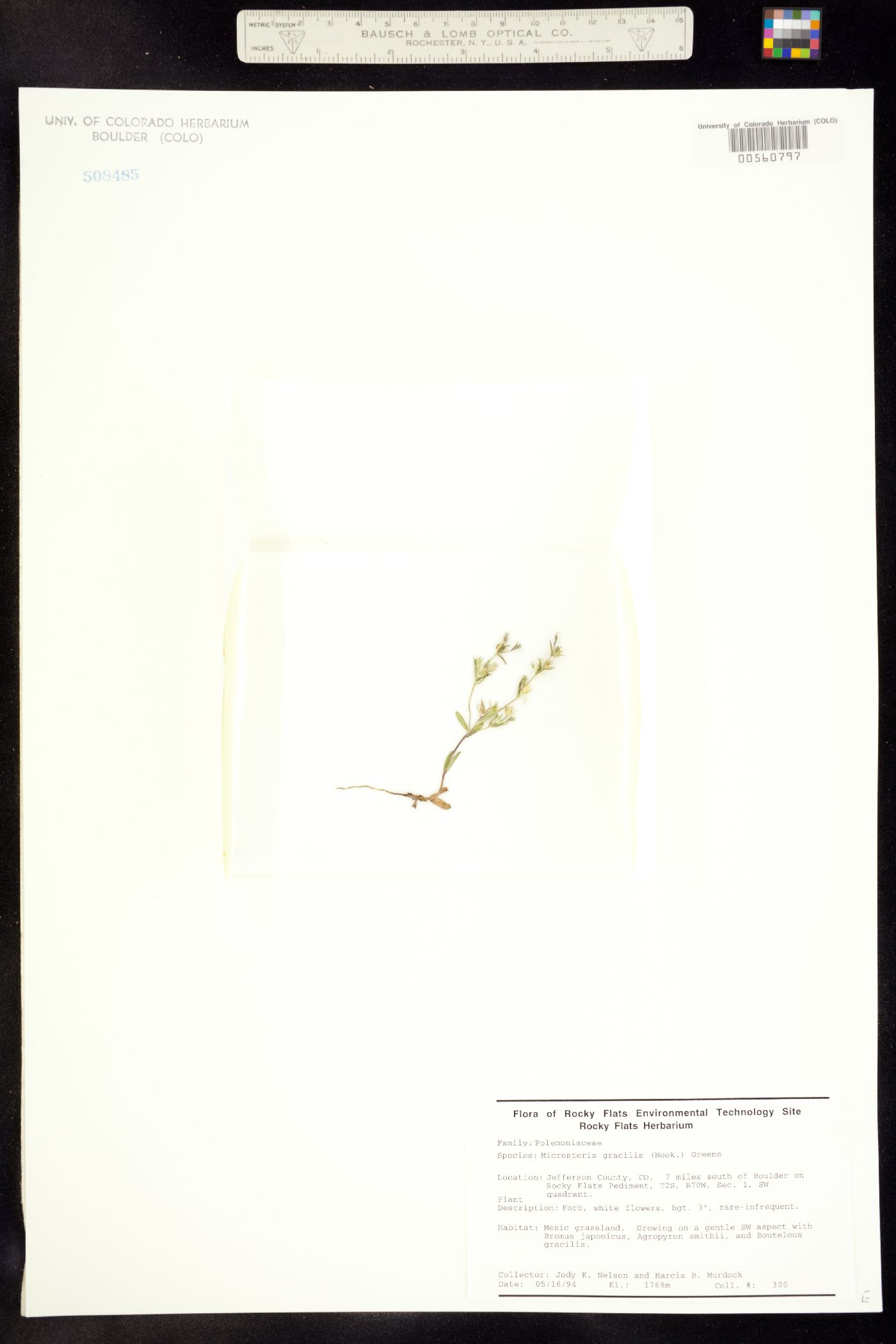 Microsteris gracilis image