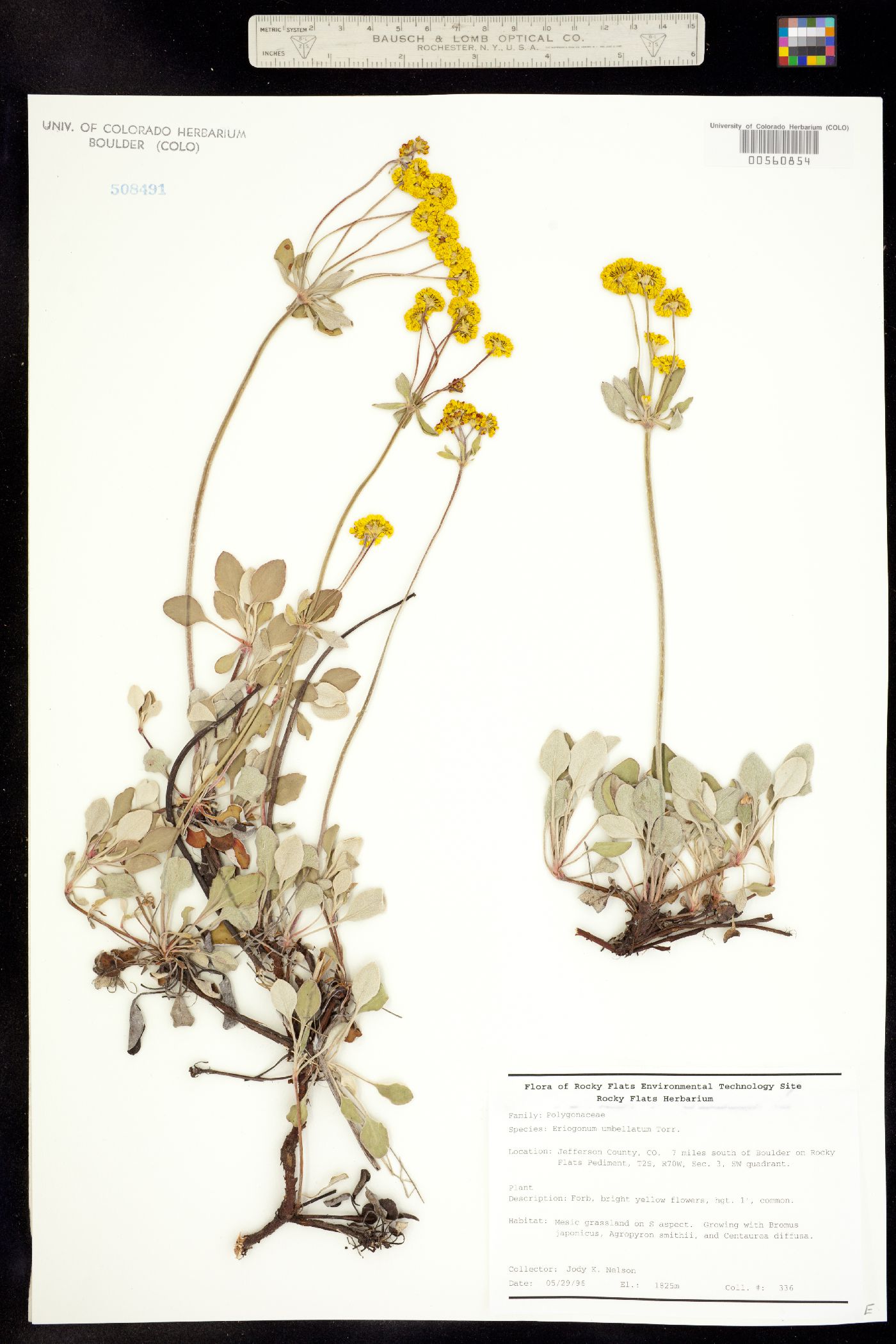 Eriogonum umbellatum image