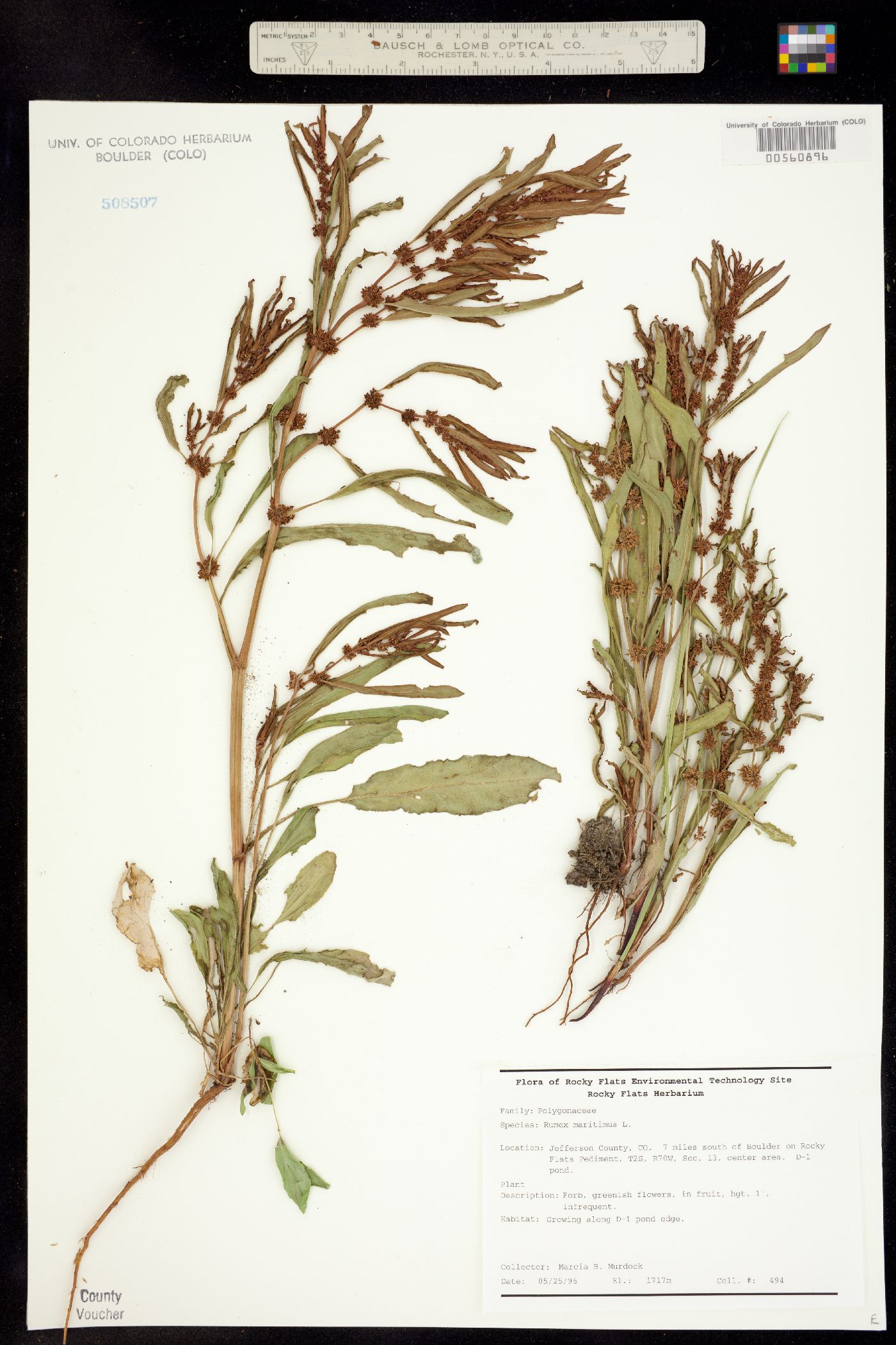 Rumex fueginus image