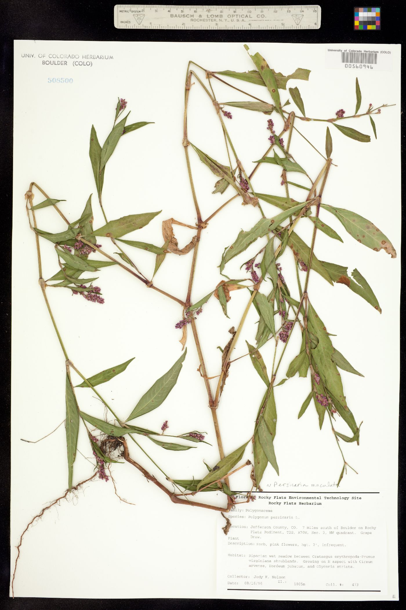 Persicaria maculata image