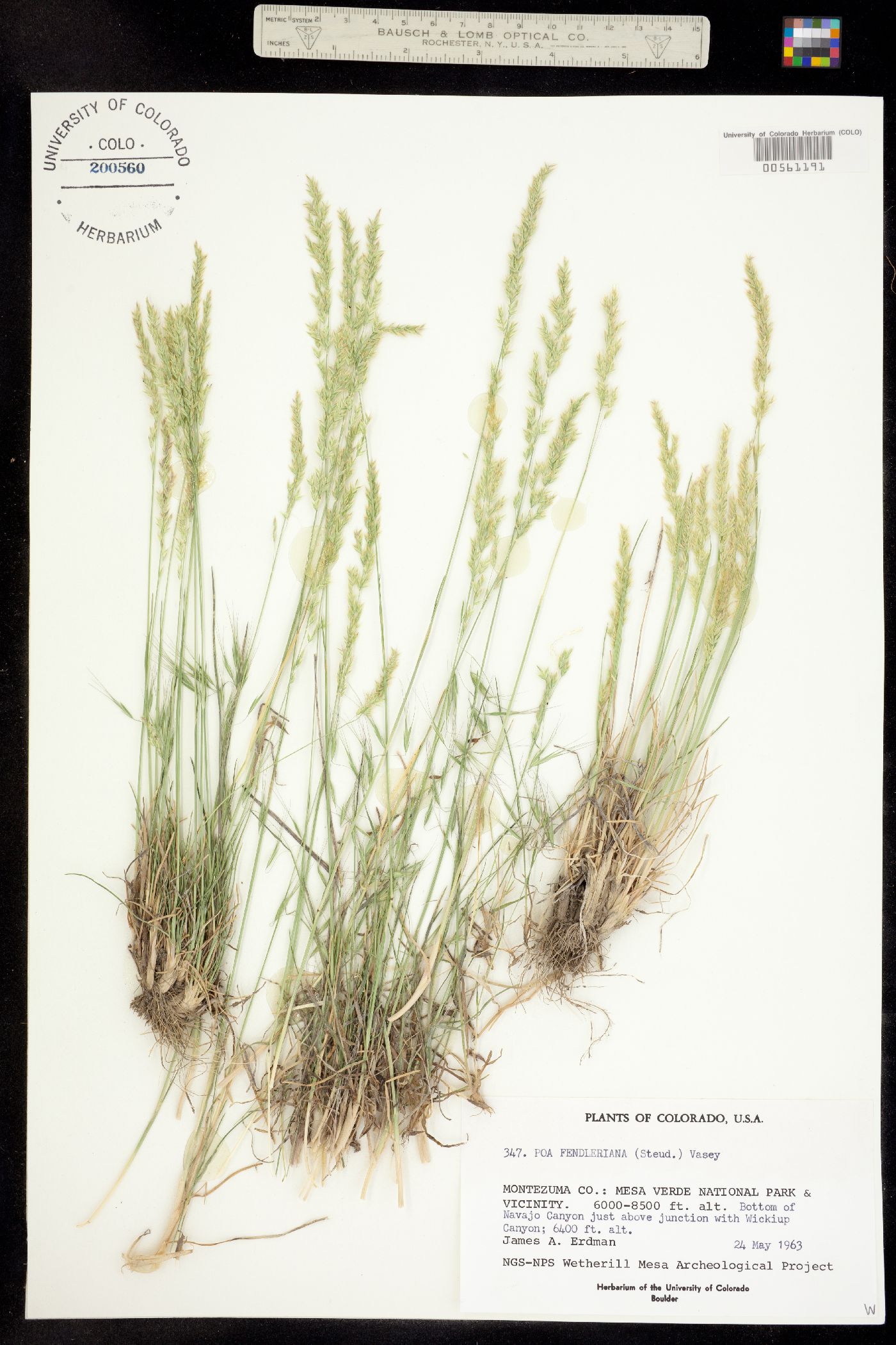 Poa fendleriana image