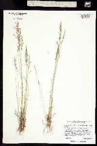 Poa glauca ssp. rupicola image