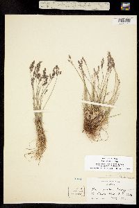 Poa glauca ssp. rupicola image
