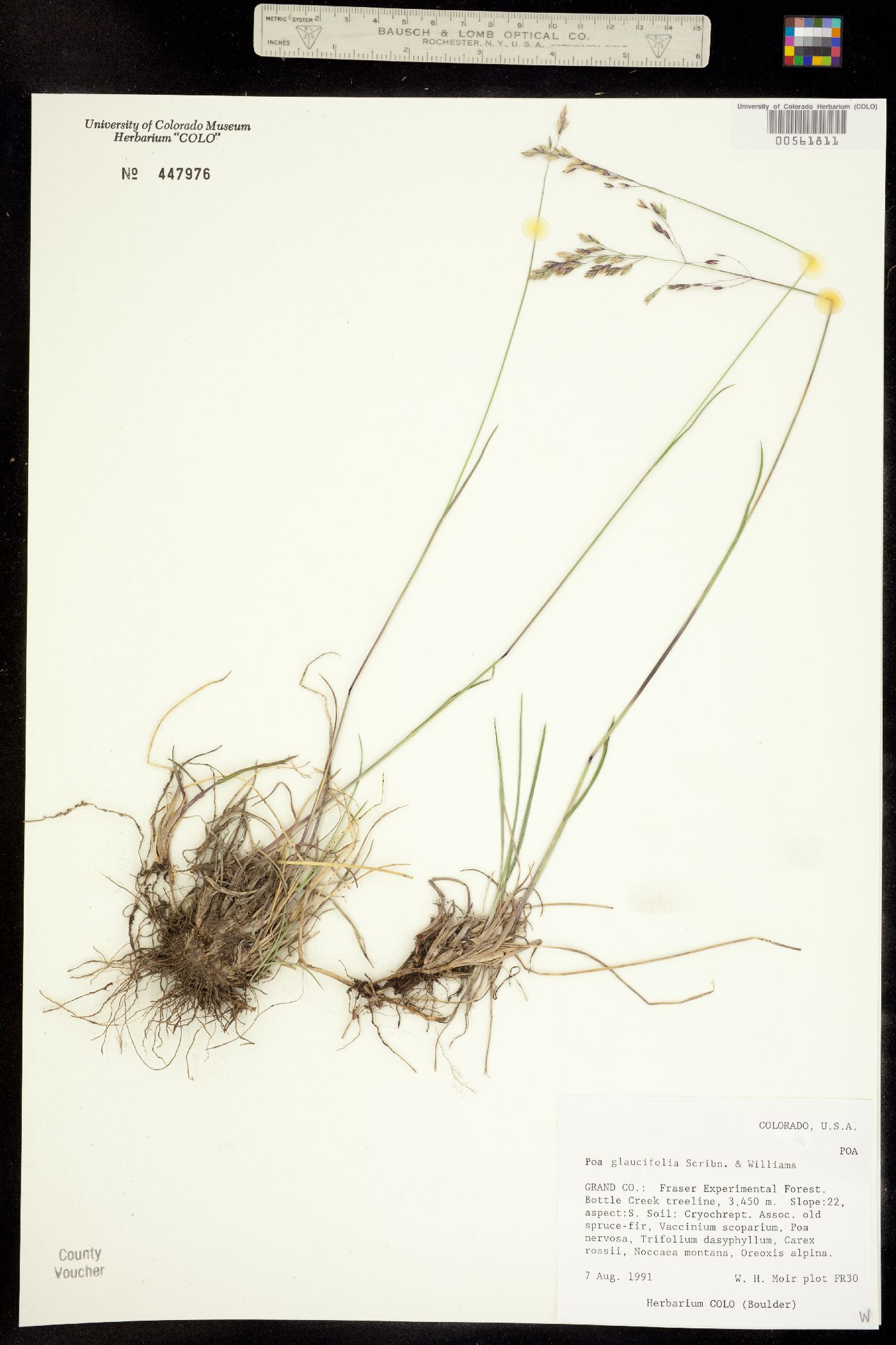 Poa arida image