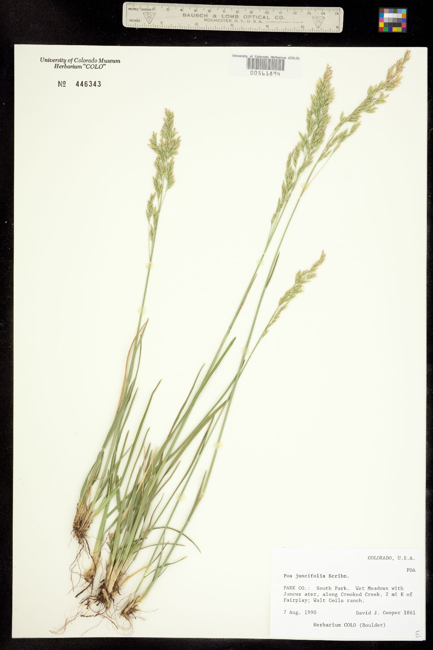 Poa secunda var. juncifolia image