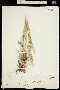 Poa juncifolia image