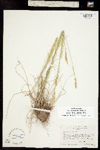 Poa secunda var. juncifolia image