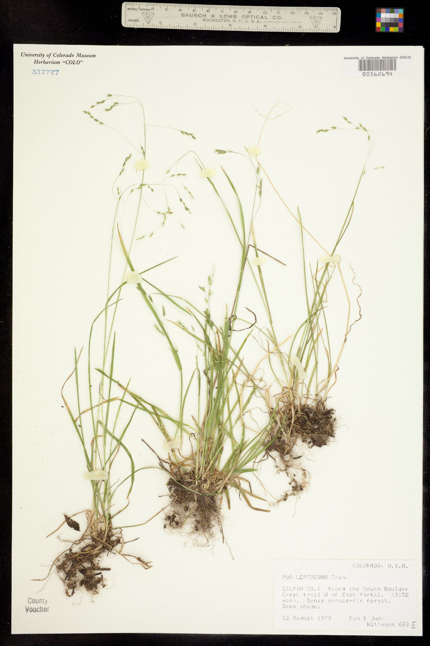 Poa leptocoma image