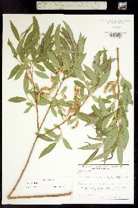 Image of Salix fragilis