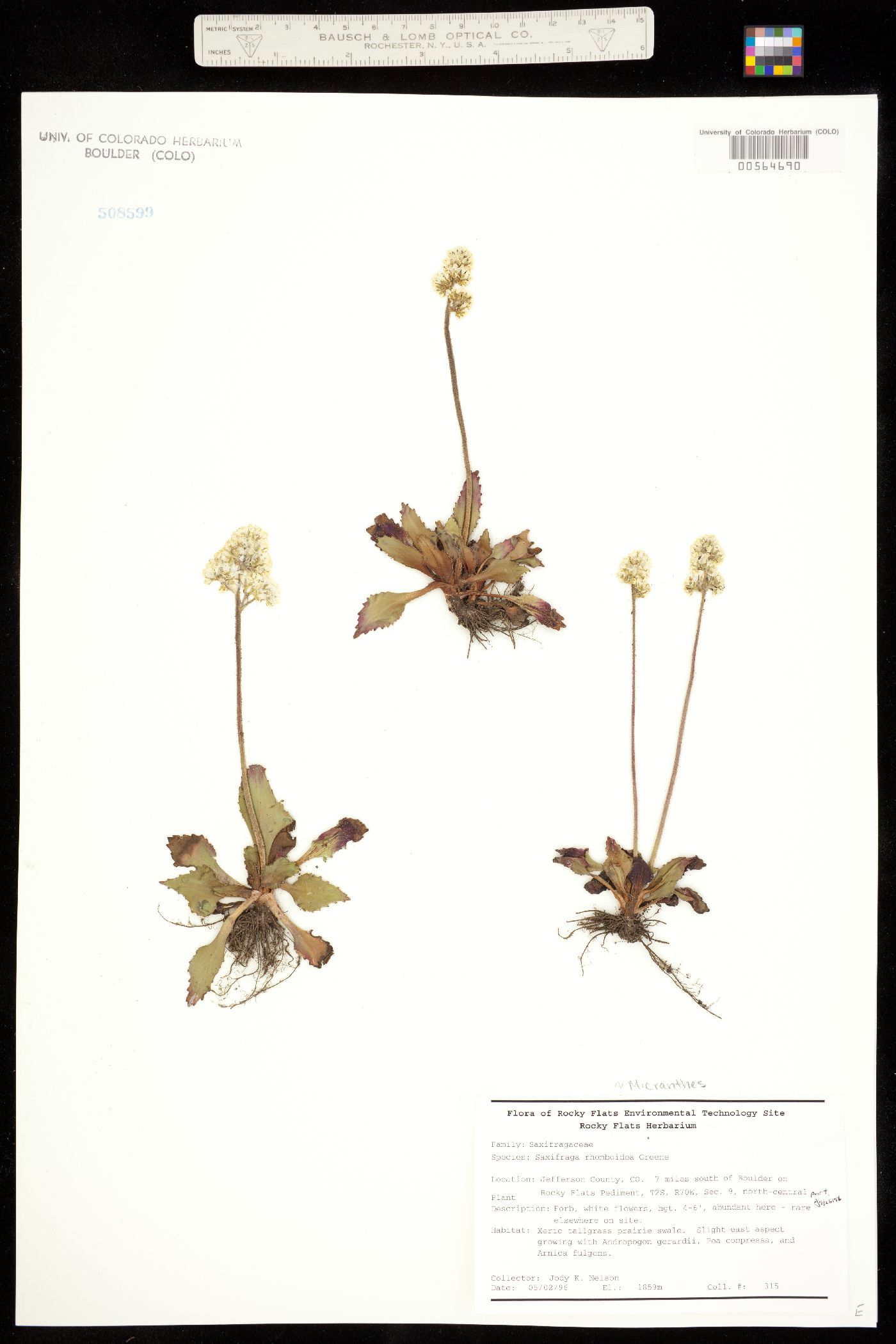 Micranthes image