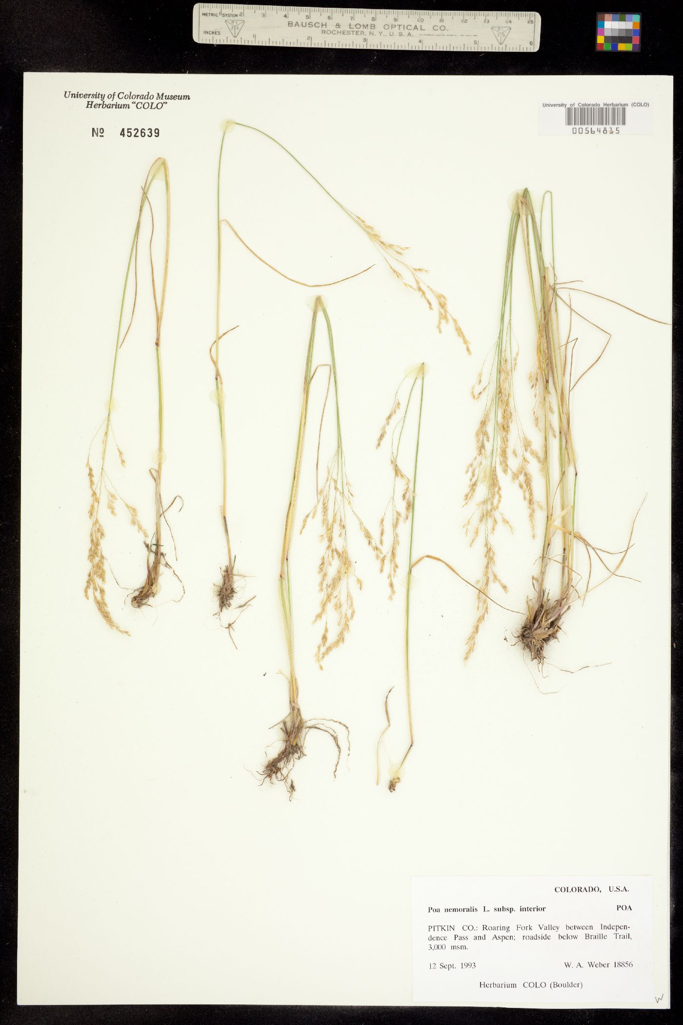 Poa nemoralis image