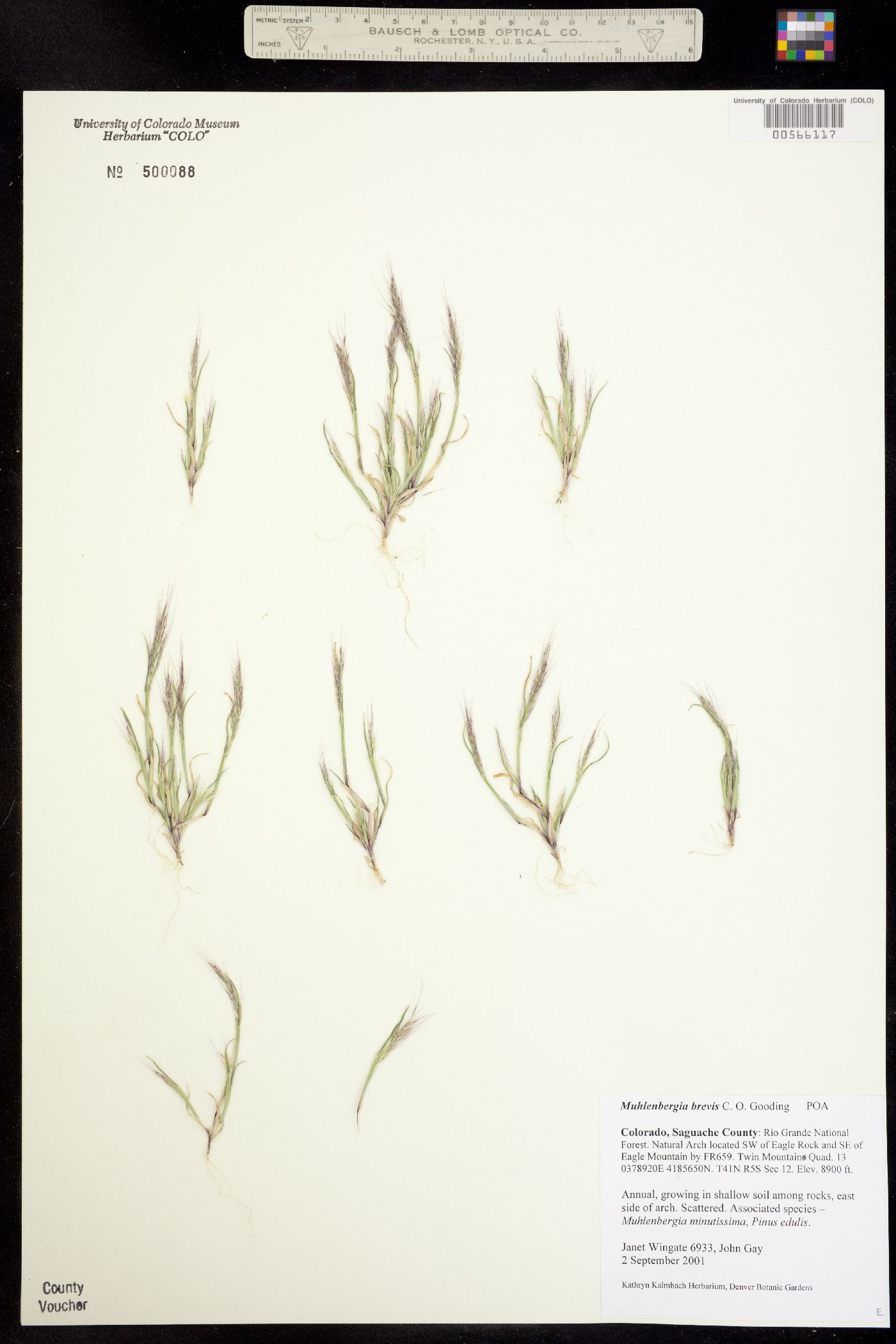 Muhlenbergia brevis image