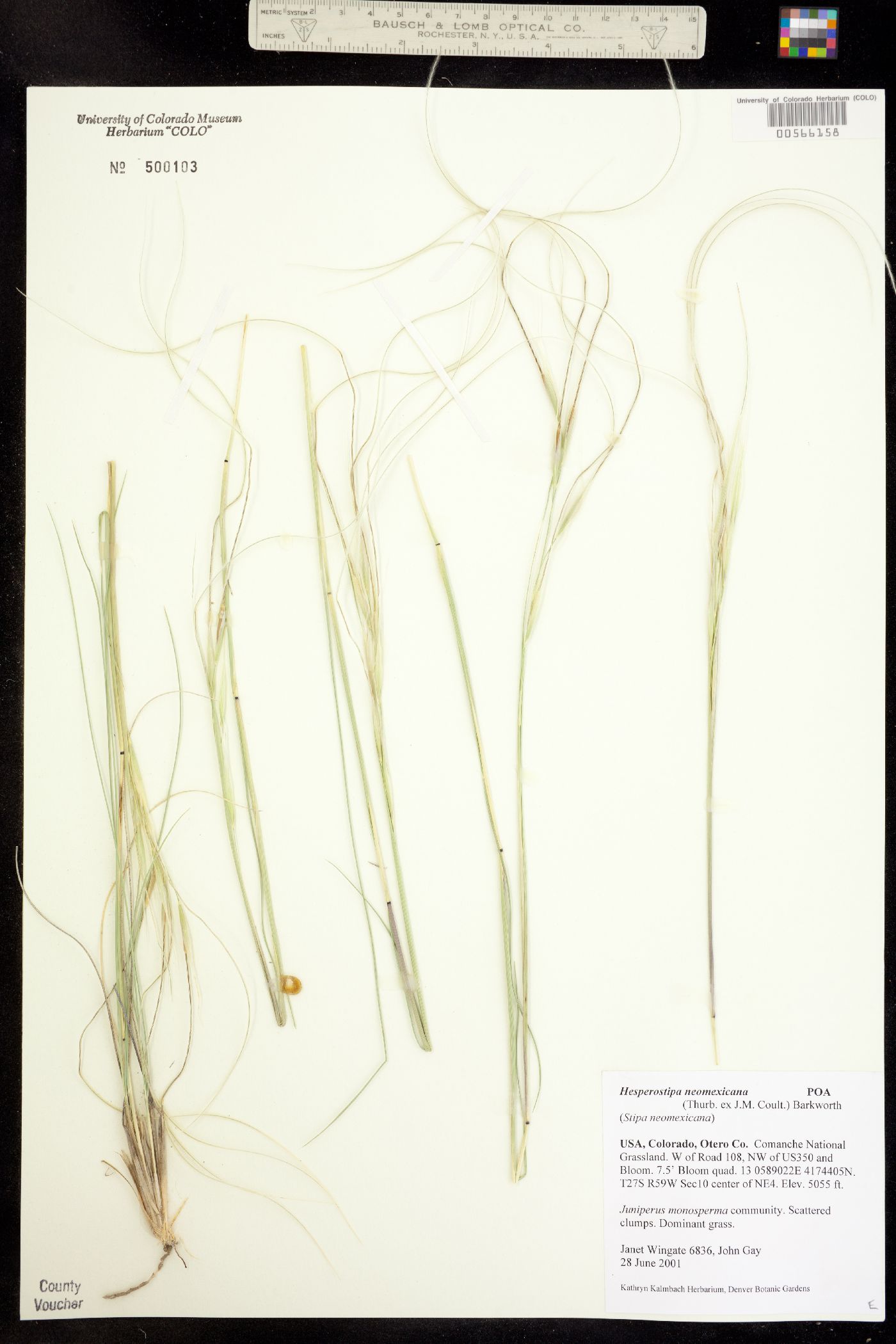 Hesperostipa neomexicana image