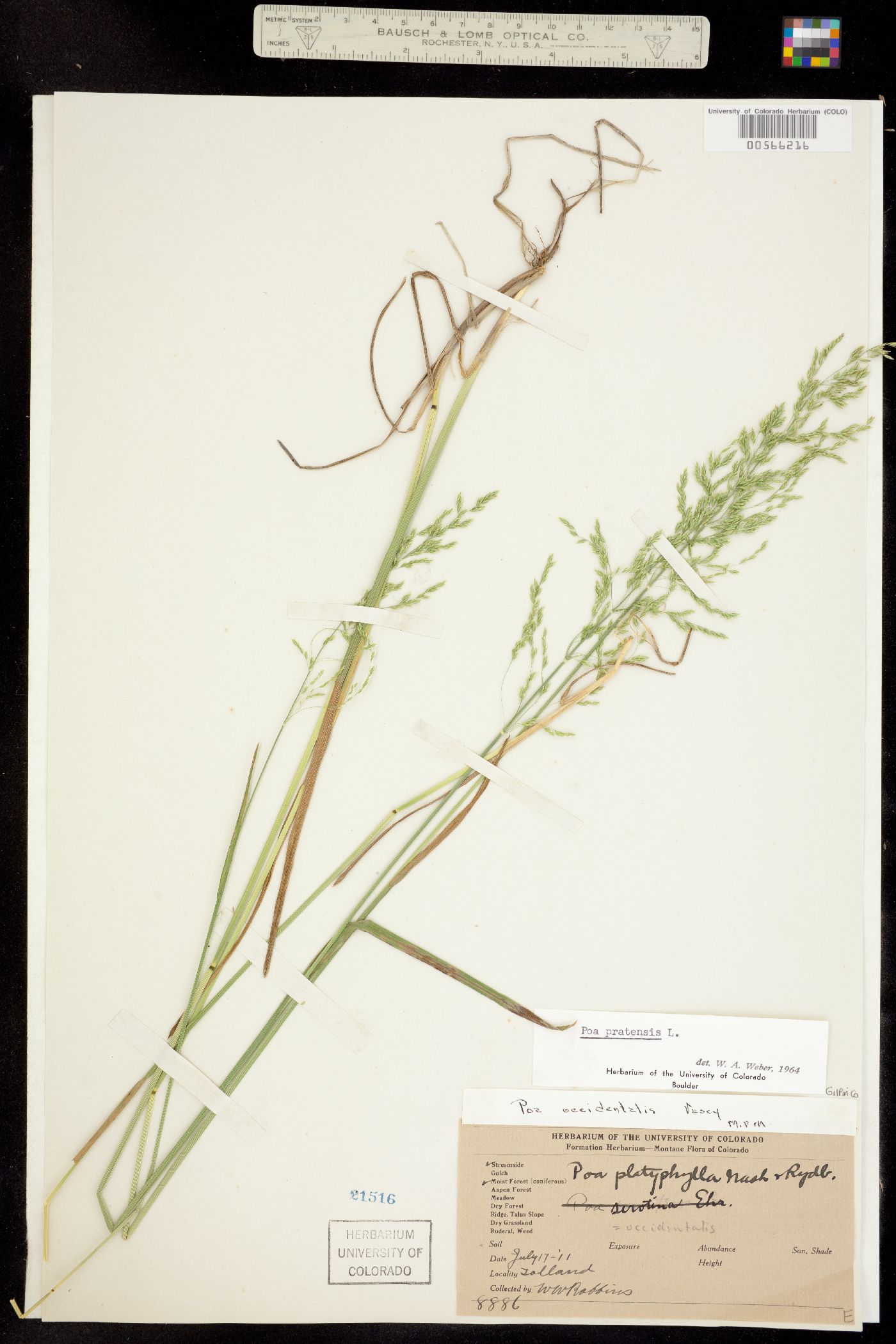 Poa pratensis image