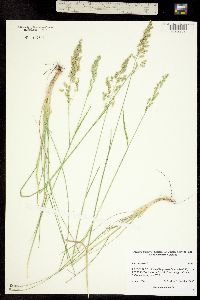 Poa pratensis image